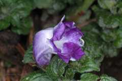 Strobilanthes atropurpurea
